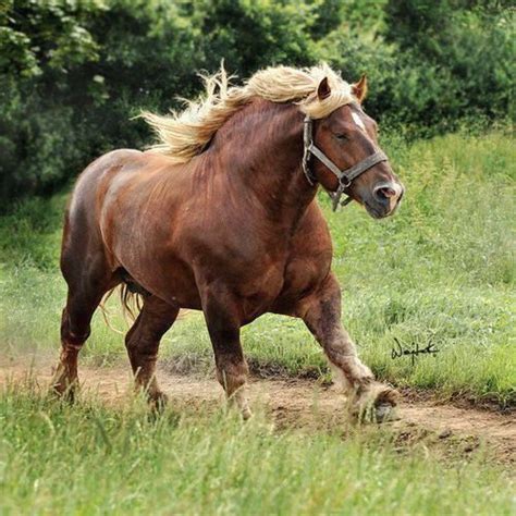 Strongest Horse In The World Horses Horses Big Horses