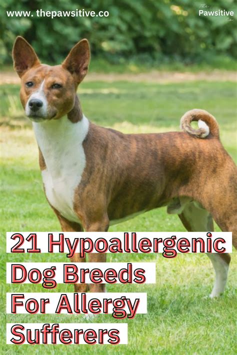 21 Hypoallergenic Dog Breeds For Allergy Sufferers Hypoallergenic Dog