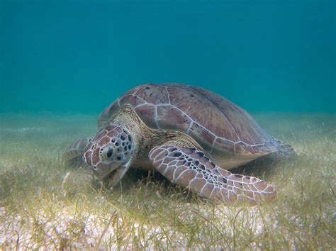 Healthy Green Sea Turtles California Academy Of Sciences