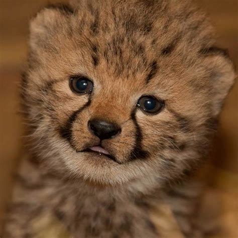 2 Cheetah Baby Animals Baby Animals Pictures Cheetah Cubs