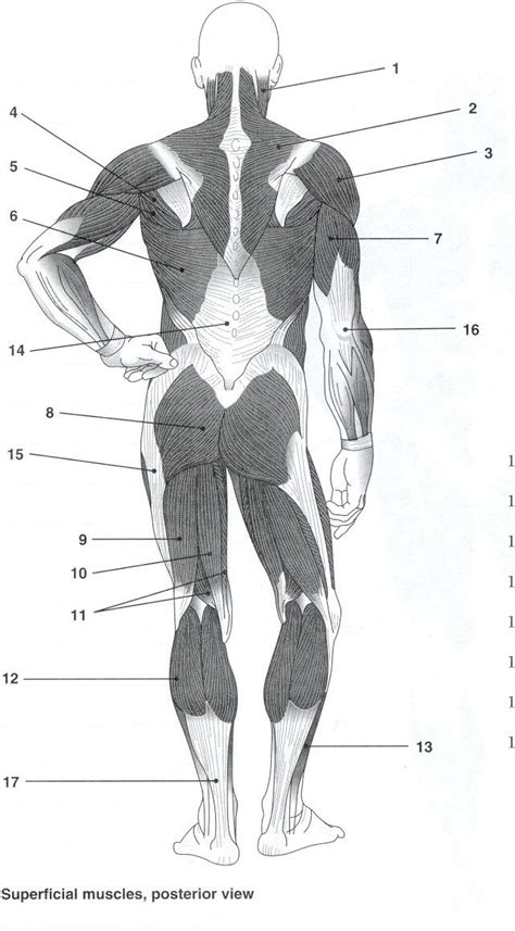 Muscles To Label Google Search Human Anatomy And Physiology