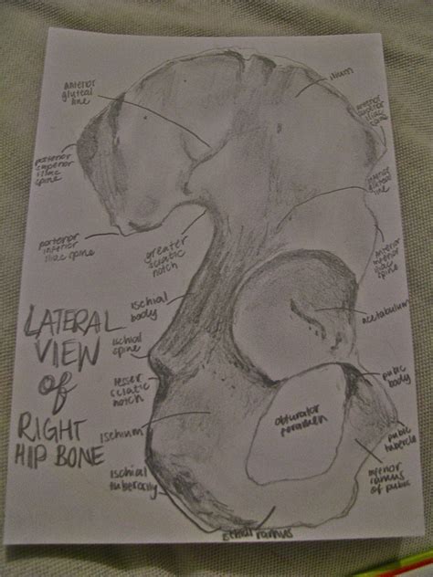 Lateral View Of The Right Hip Bone Hip Bones Male Sketch Hips