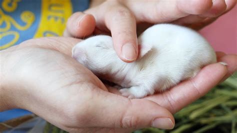 The Cutest Newborn Baby Bunny Youtube