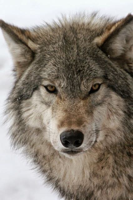 Beautiful Grey Wolf 🐺 Wolves Photo 44108460 Fanpop