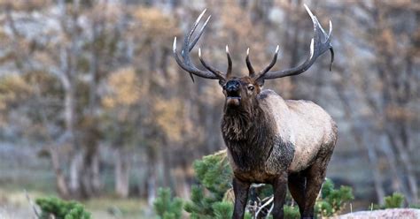 Is The 270 Good For Elk
