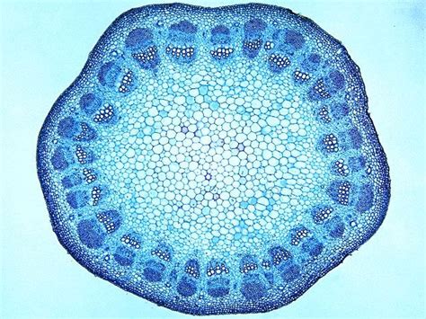 1, cmp consists of both crystalline and glass phases fig. dicot stem | Photographie, Picto, Dessin