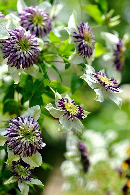 It is found in the wild predominantly along the cumberland and blue ridge mountains, as well as in. Clematis 'Vienetta' | Clematis, Blooming flowers ...