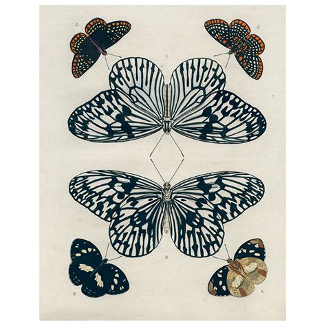 John Derian Company Inc: Mirrored Butterfly (p 228) | Butterfly painting, Butterfly art, Prints