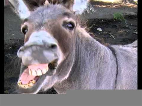 Donkey Laughing  Free Images At Vector Clip Art Online