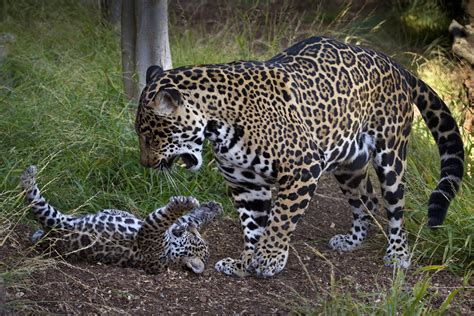 Jaguar Cub Tempts Mom To Play Baby Zoo Animal Photos