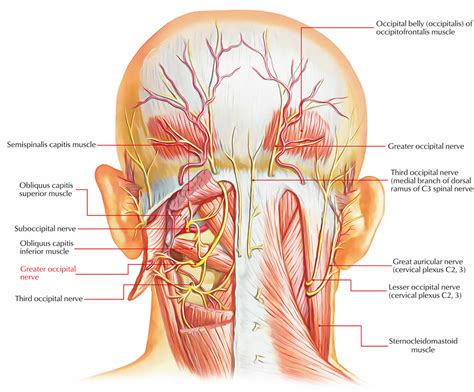 Occipital Neuralgia Causes Symptoms Diagnosis Treatment Prognosis