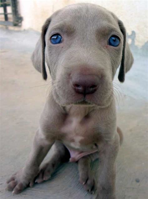 Weimaraner Dog Breed Information Pictures And More