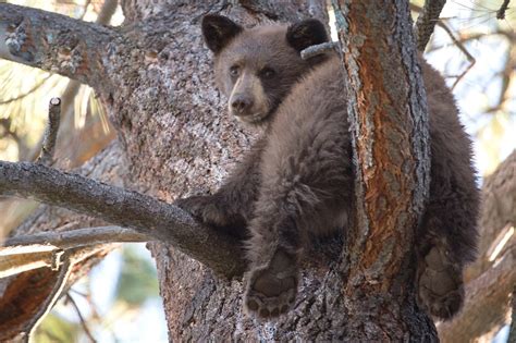 Bears Brown Trunk Tree Branches Animals Bear Cub Baby Cute