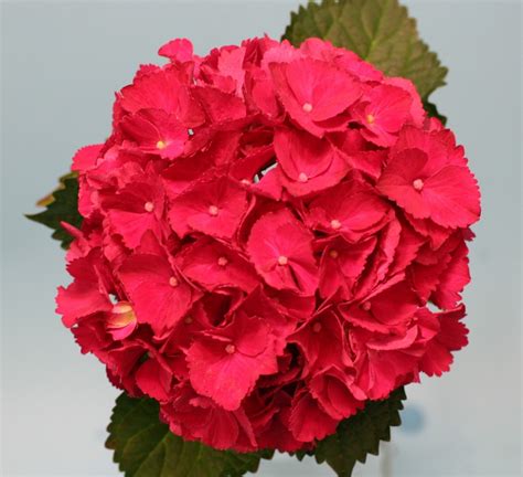The deep burgundy red of this bloom is hard to believe, and photos don't seem to do it justice. Hydrangea Seaside Serenade® Hatteras PPAF | Plants Nouveau