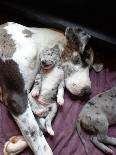 Great danes are a large breed and have specialty needs when it comes to exercise, especially great dane puppies as it is actually a rather fragile breed despite its imposing. Cutest Great Dane mom & puppy picture ever : aww
