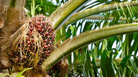 Palm oil is an edible vegetable oil derived from the fruits of the palm trees elaeis guineensis native to. Sustainable Palm (Kernel) Oil | Beiersdorf