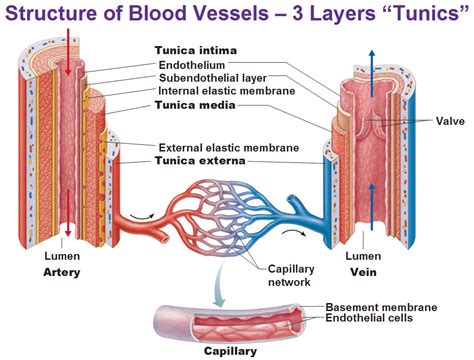 Blood Vessels Types Structure And Functions Online Science Notes