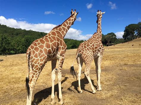 Safari West: A free-range zoo adventure in California - Chicago Tribune