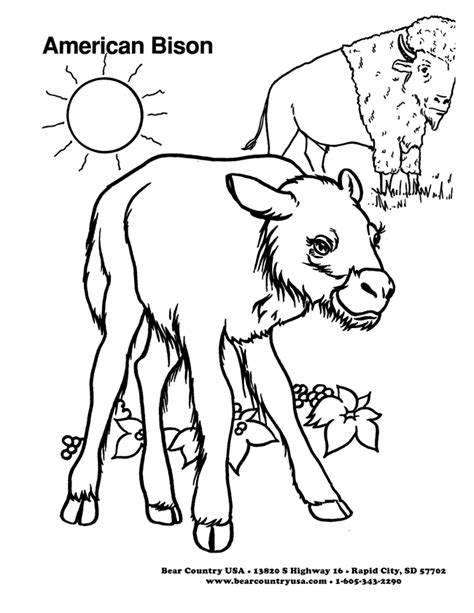 So, get your kid ready with his color pencils. Bison Coloring Page - Coloring Home