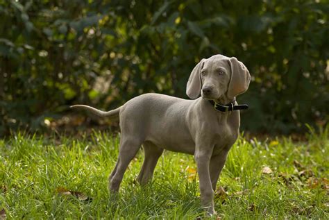 Weimaraner Full Profile History And Care