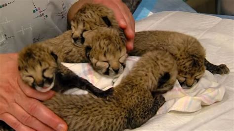 Newborn Baby Cheetahs