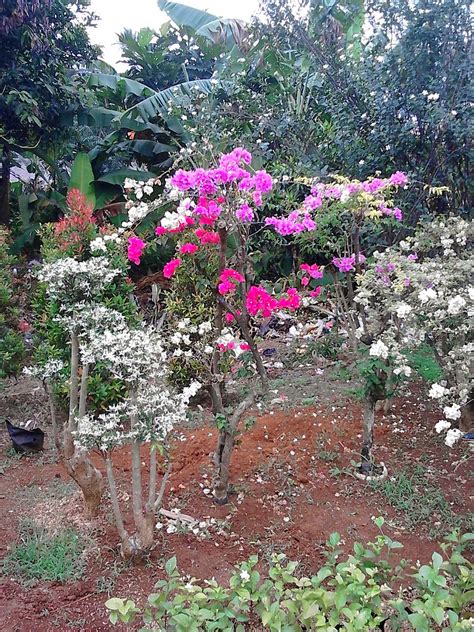 Berikut adalah 2 (dua) macam resiko berdasarkan kontrolnya, yaitu macam macam tanaman hias dan penjelasannya. Jual pohon bougenville - bougenville bonsai - pohon bunga ...