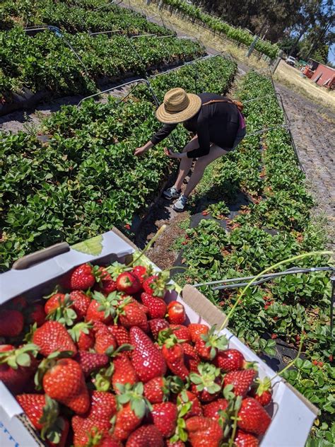 Went Strawberry Picking In Wanneroo Today Almost 3kg For 10 Shame To See So Much Produce Go