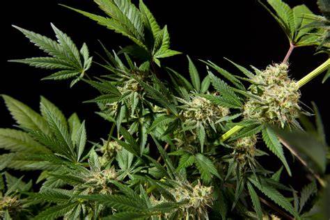 Black Bomb Картинка - Black Bomb