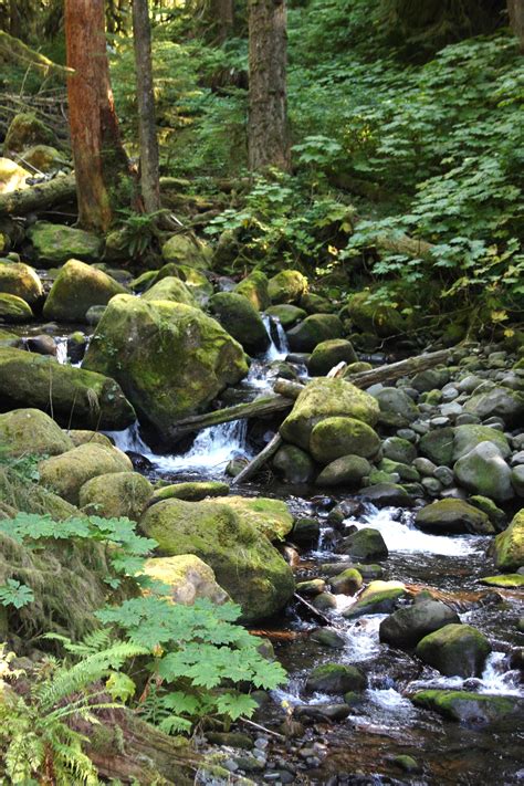 Another Side Creek Along The Larch Mountain Trail Columbia Gorge Or