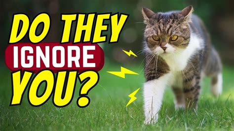 9 Reasons Why Your Cat Sometimes Ignores You Youtube