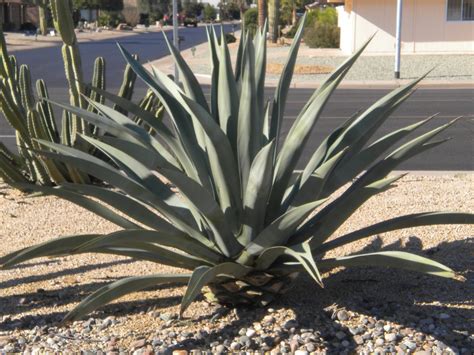 Guide To Desert Plants With Photos Scw Desert Garden Club