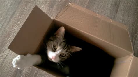 6 Reasons Why Do Cats Like Boxes So Much Flyskycat