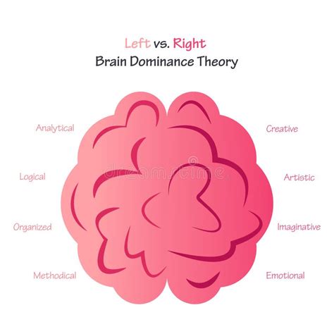 Left Versus Right Brain Dominance Theory Stock Vector Illustration Of