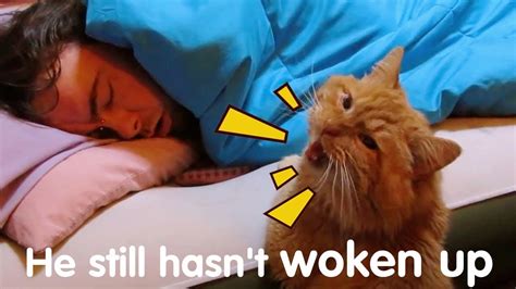 Funny Cats Waking Up Owner 😼 Cat Alarm Clocks 🤭 Top Cats Video