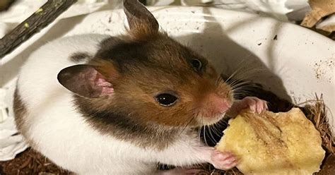 What Do Hamsters Eat Everything You Need To Know Learn About Nature