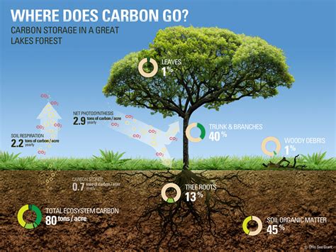 Accounting For Carbon