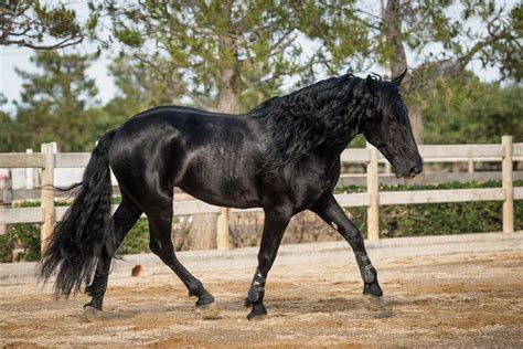 15 Italian Horse Breeds With Pictures Pet Keen