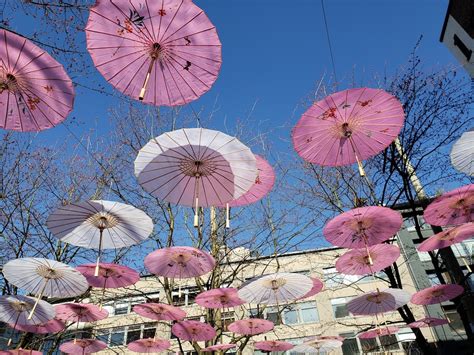 New Cherry Blossom Inspired Umbrella Art Installed In Yaletown Photos