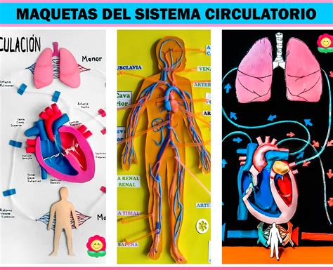 El Sistema Circulatorio Para Pintar Sistema Circulatorio De Cuerpo