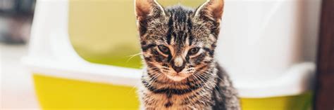 Cat House Soiling Behaviour Solutions Greencross Vets