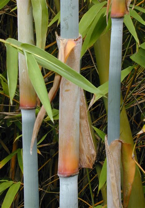 Choosing Your Bamboo Bamboo Sourcery Nursery And Gardens