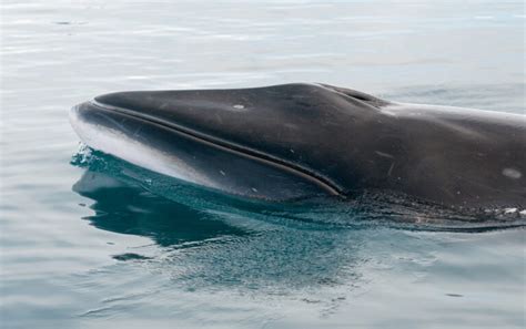 10 Biggest Whales In The World American Oceans