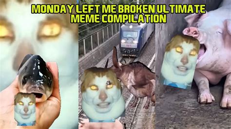 Ultimate Monday Left Me Broken Cat Compilation Mr Peebles Youtube