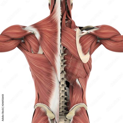 Muscles Of The Back Anatomy Stock Illustration Adobe Stock