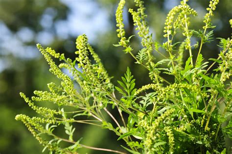 What difference does it make, what is the difference between. What Is the Difference Between Goldenrod & Ragweed? | eHow