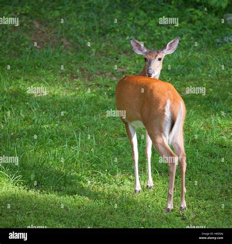 Deer On Back Legs Hi Res Stock Photography And Images Alamy