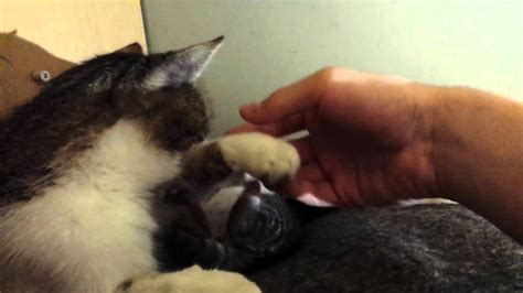 cat shows affection   kitten youtube