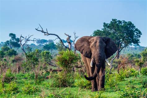 African Elephant In The Green Savannah Photographic Print For Sale