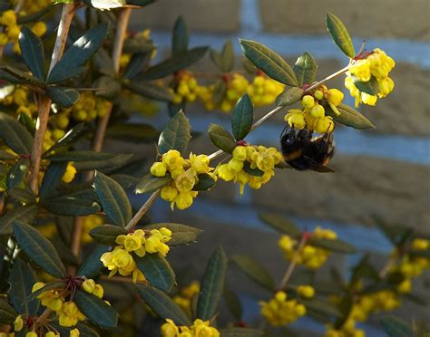 Berberis Para Que Serve