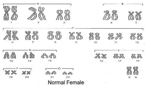 Chromosomes And Dna